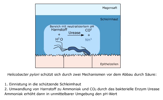 Einnistung von Helicobacter pylori.jpg