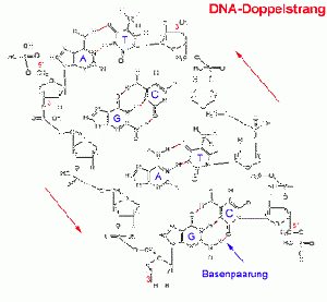Basenstruktur.gif